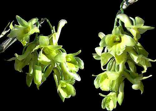Dendrobium chryseum